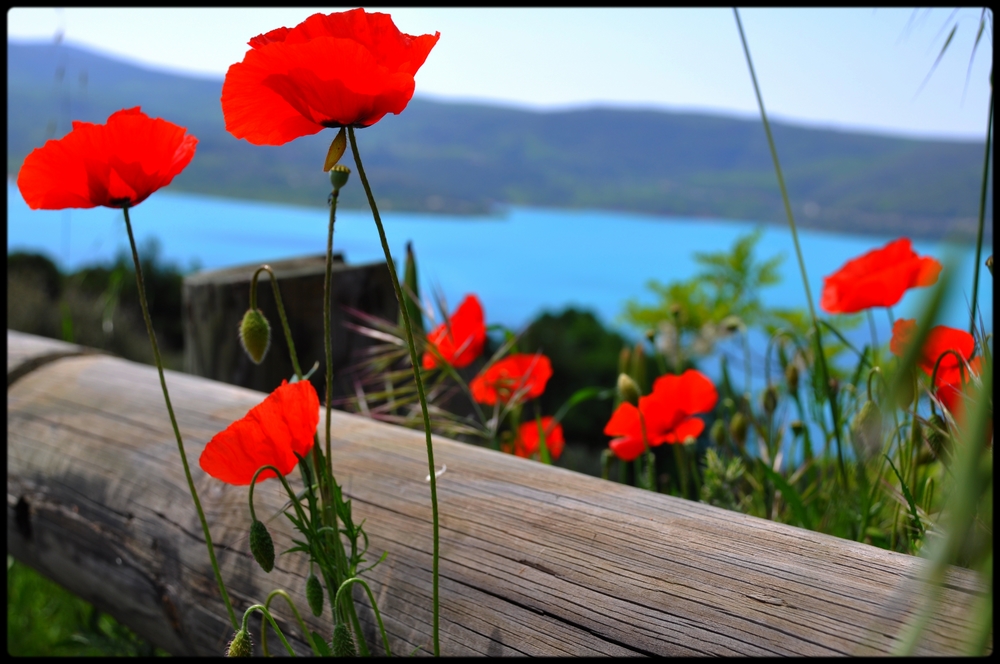 Fonds d'cran Nature Fleurs 