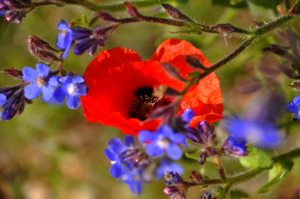 Fonds d'cran Nature Fleurs 