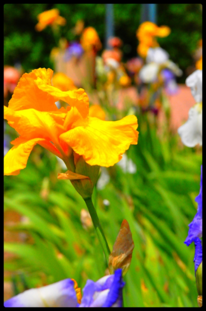 Fonds d'cran Nature Fleurs 