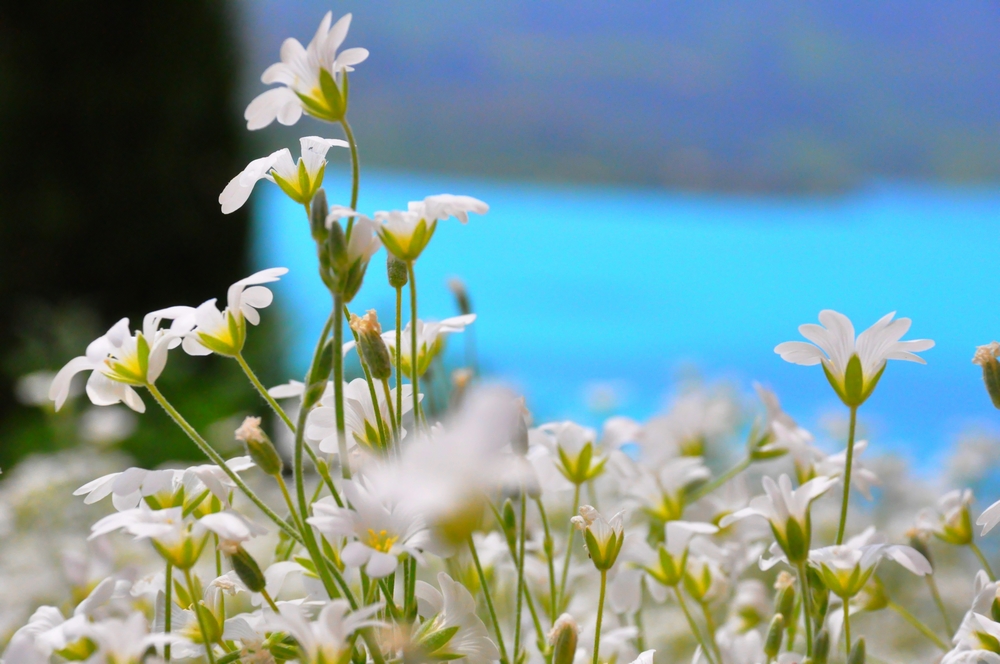 Fonds d'cran Nature Fleurs 