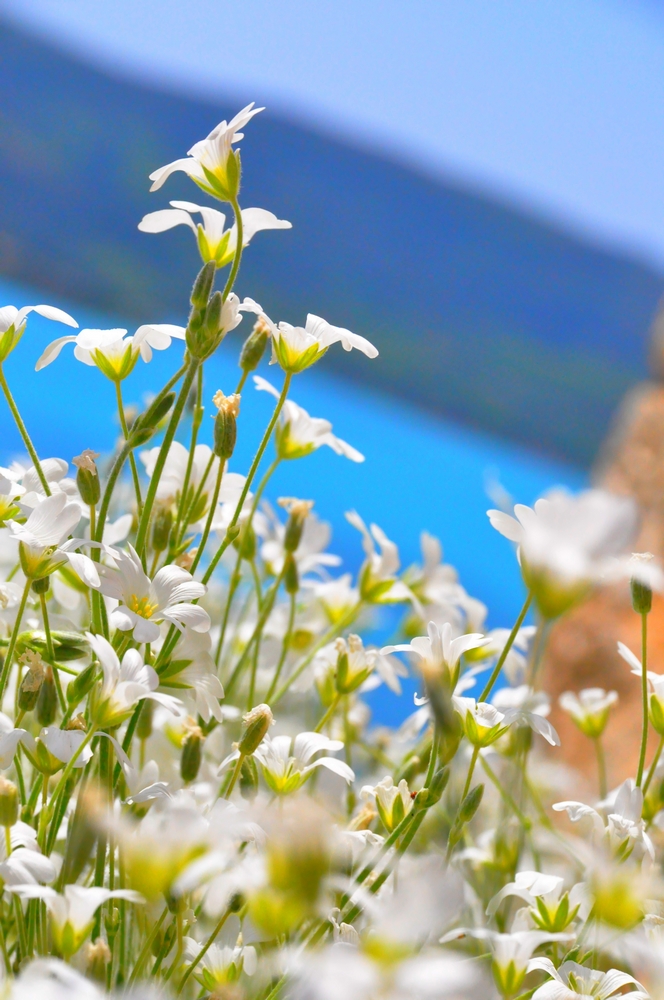 Fonds d'cran Nature Fleurs 