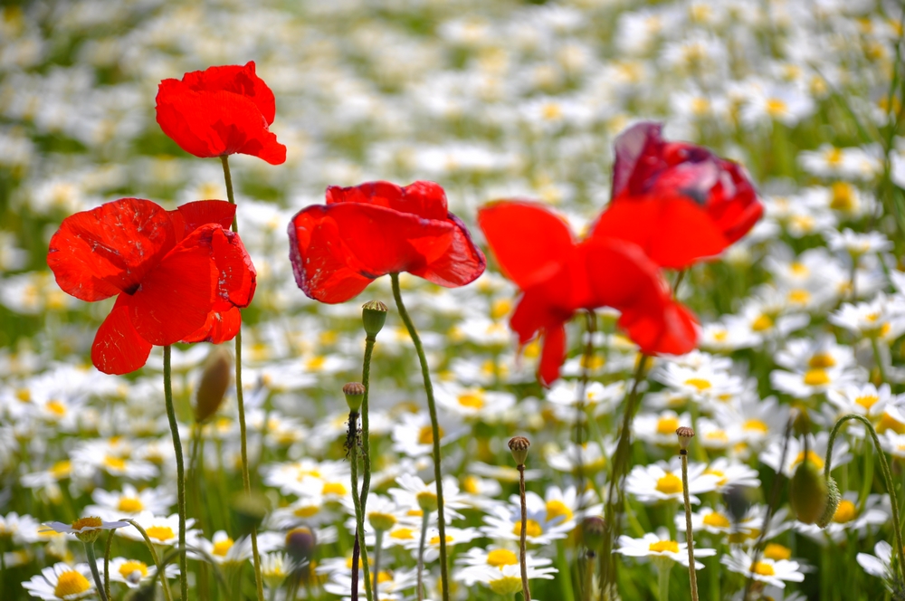 Fonds d'cran Nature Fleurs 