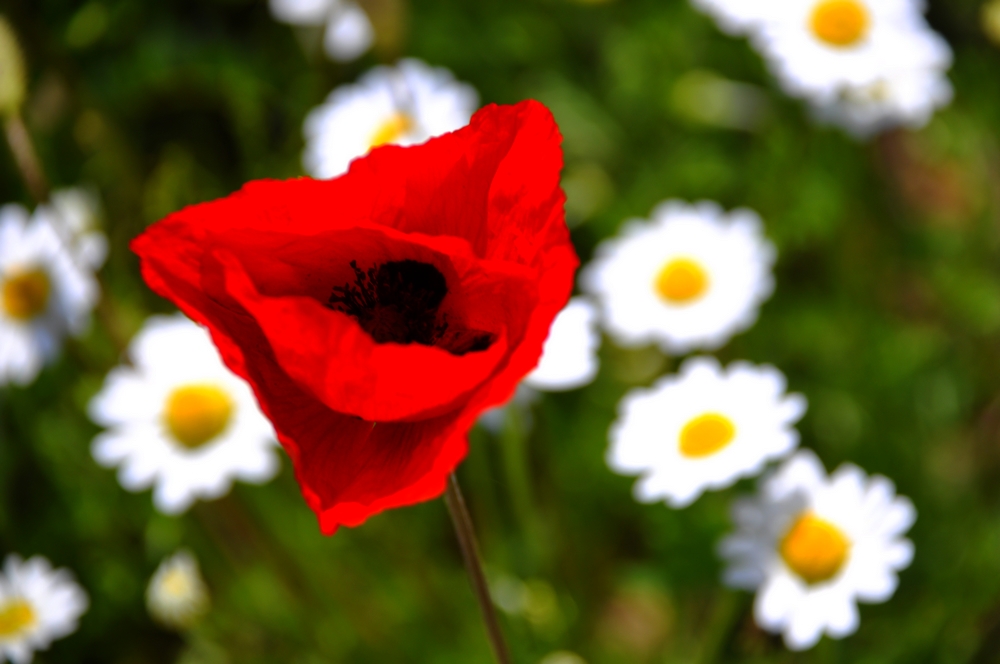 Fonds d'cran Nature Fleurs 