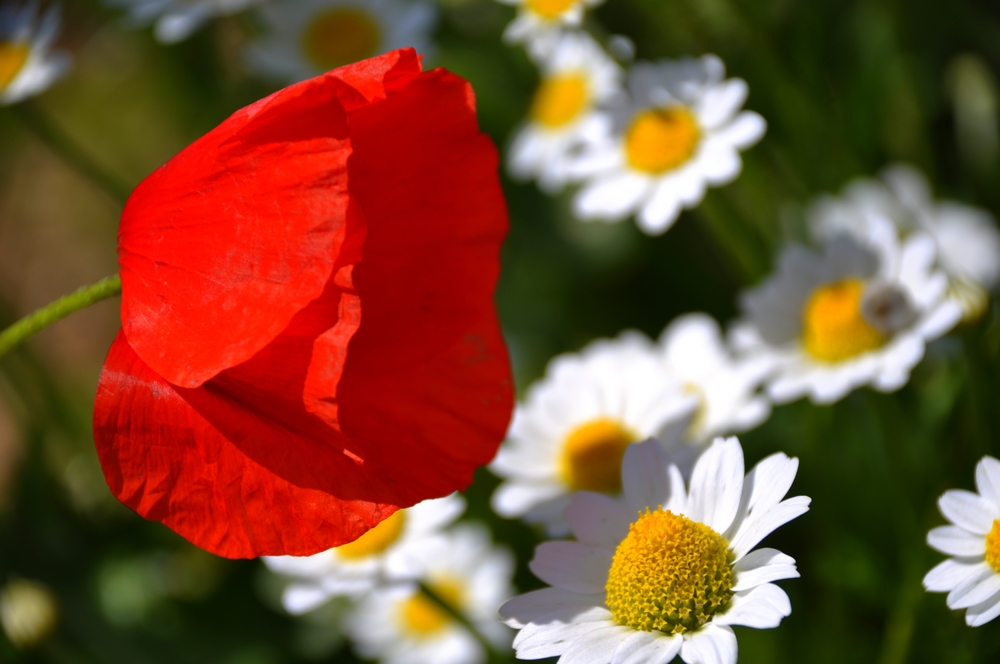 Fonds d'cran Nature Fleurs 