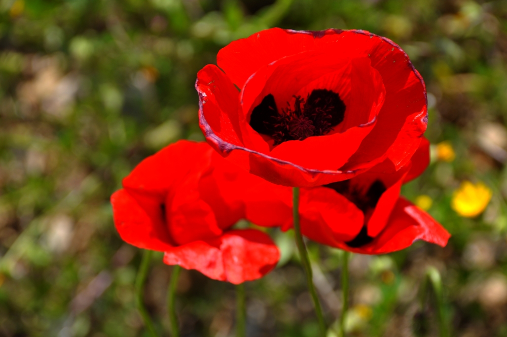 Fonds d'cran Nature Fleurs 