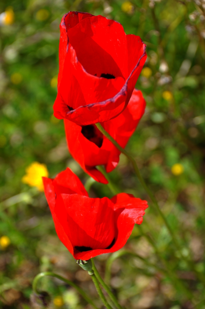 Fonds d'cran Nature Fleurs 