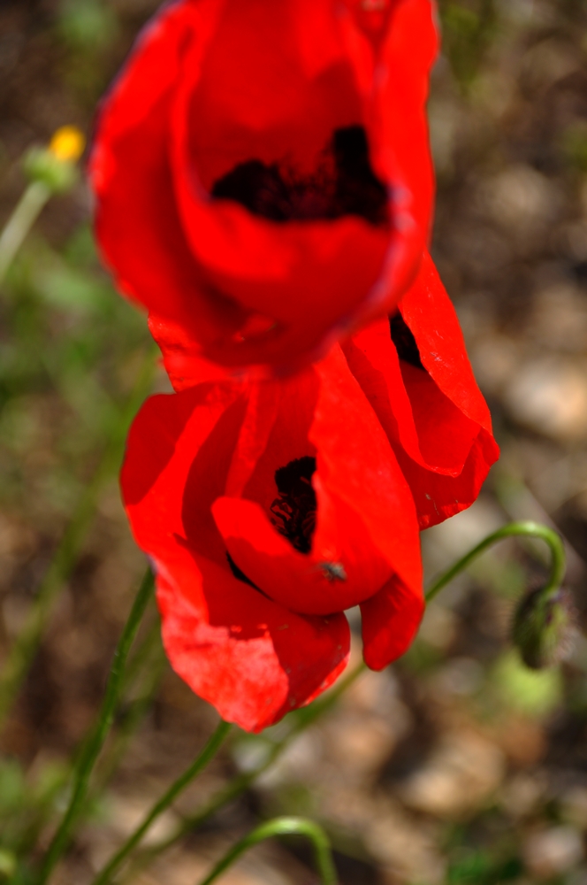 Fonds d'cran Nature Fleurs 