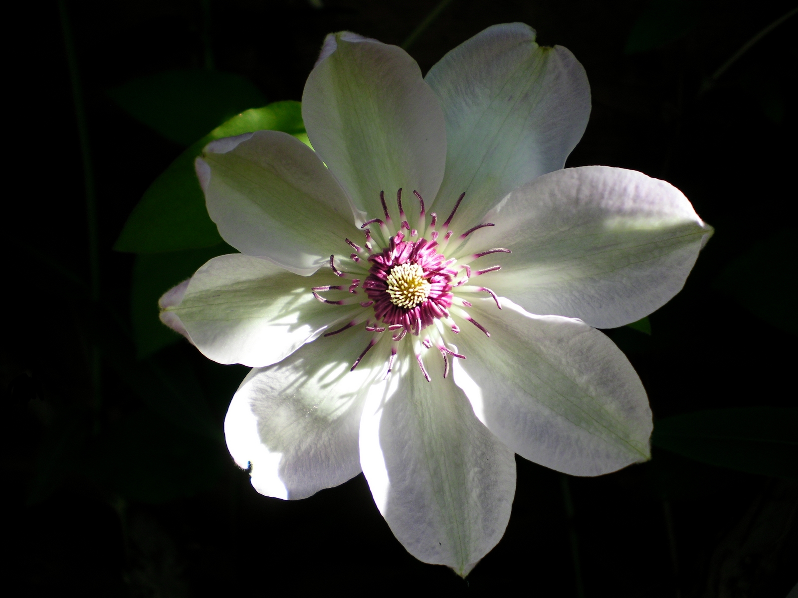 Fonds d'cran Nature Fleurs Miss Bateman