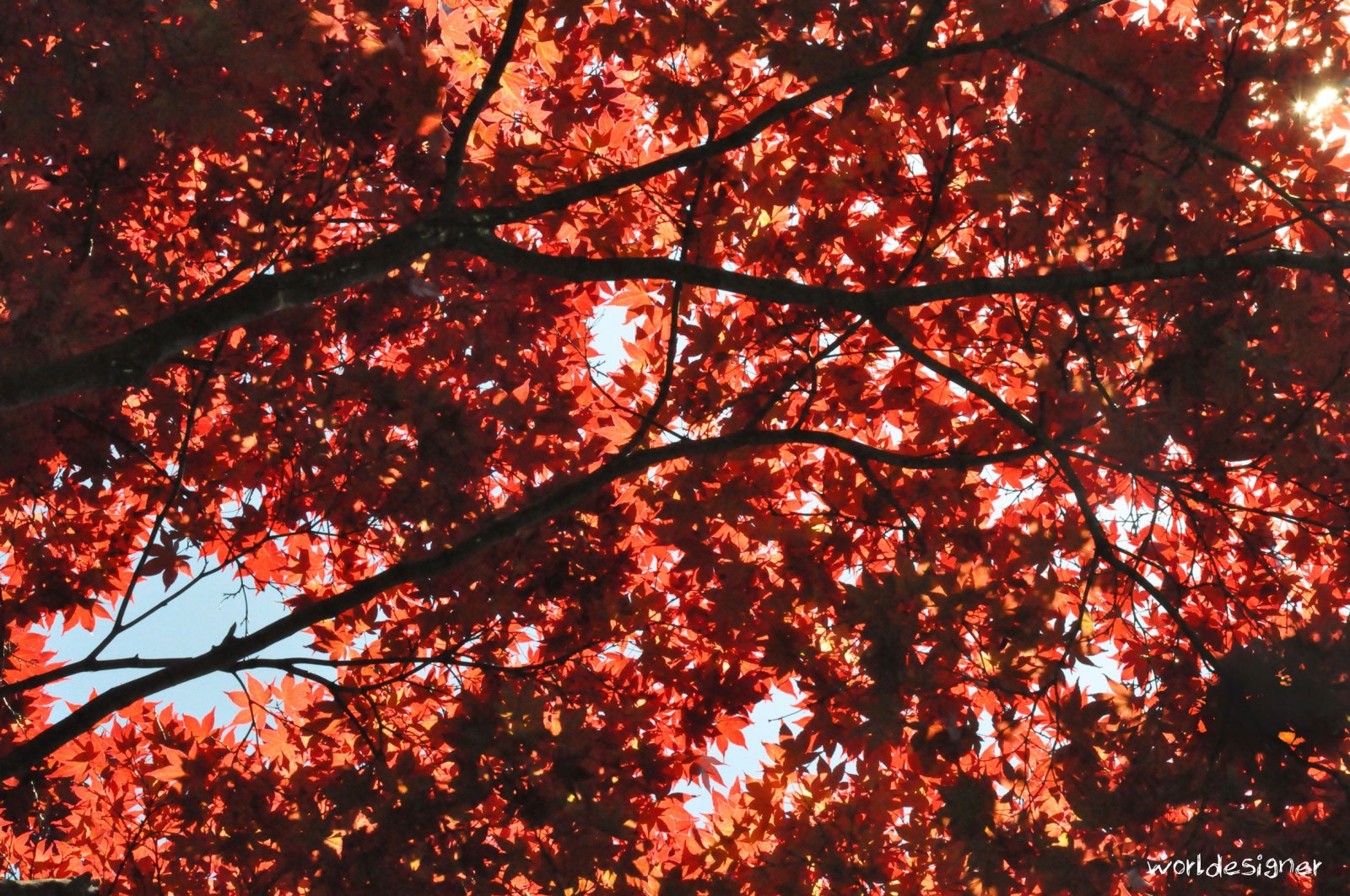 Wallpapers Nature Trees - Forests Feuille rouge