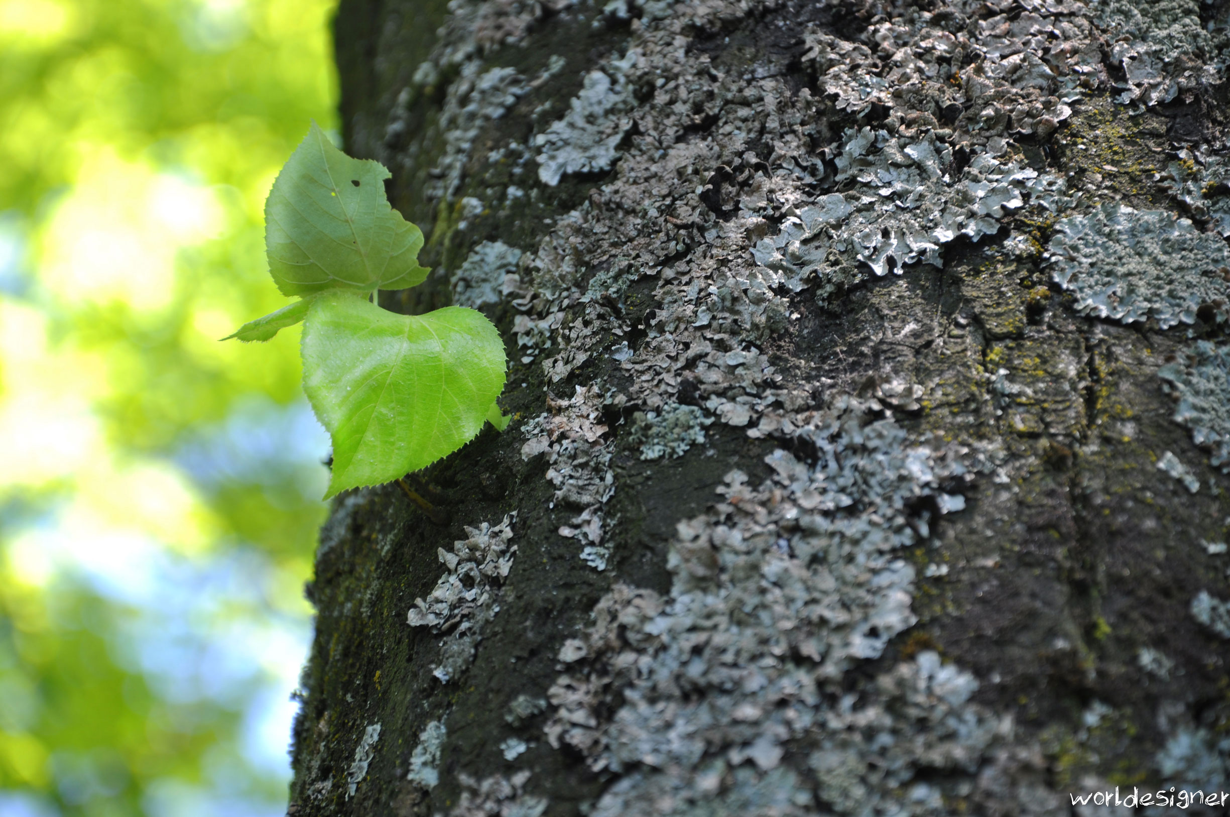 Fonds d'cran Nature Arbres - Forts Tron