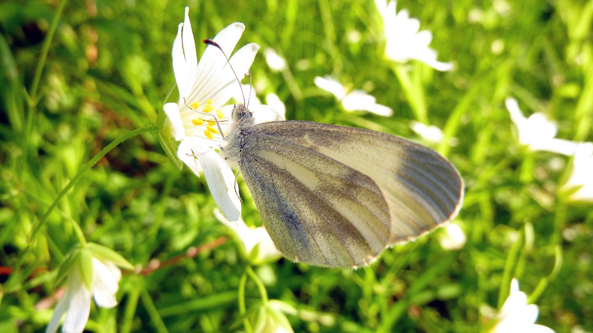 Fonds d'cran Animaux Insectes - Papillons 