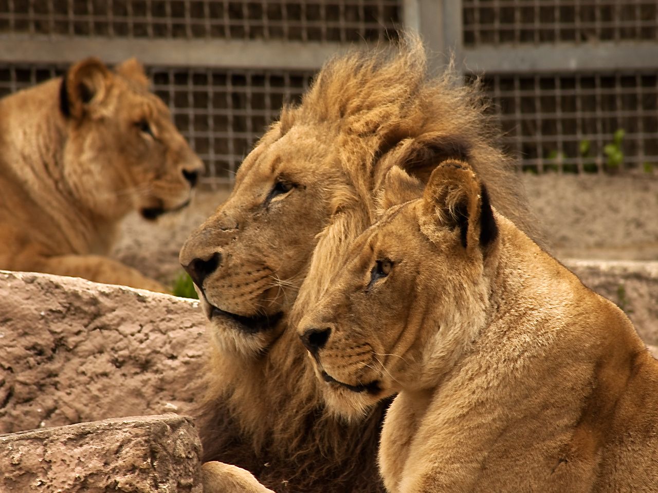 Fonds d'cran Animaux Flins - Lions 