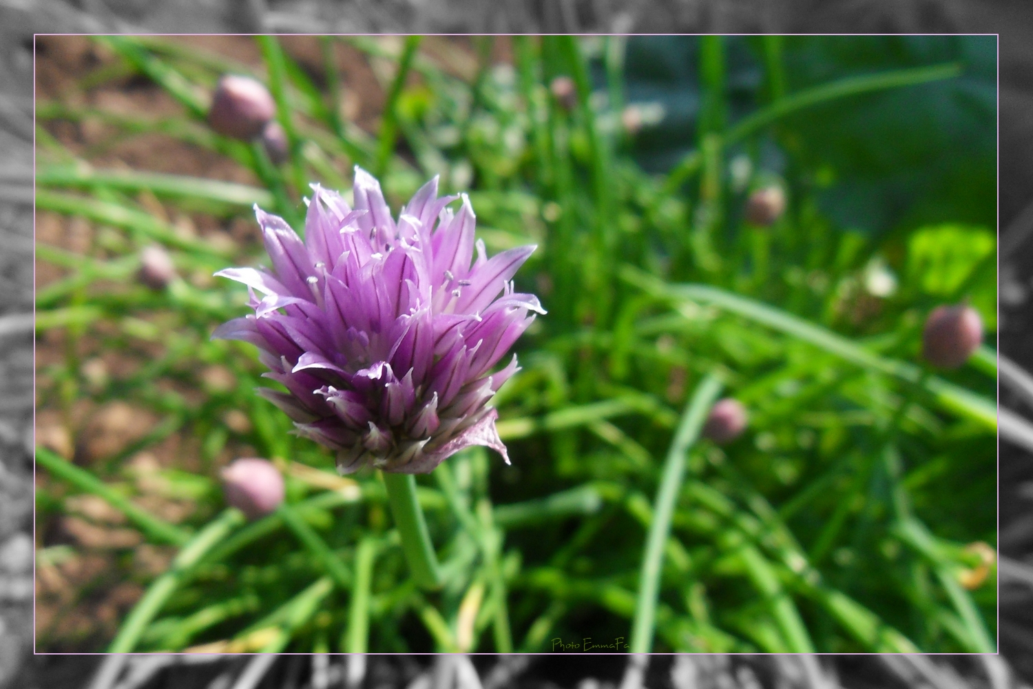 Wallpapers Nature Flowers Ciboulette