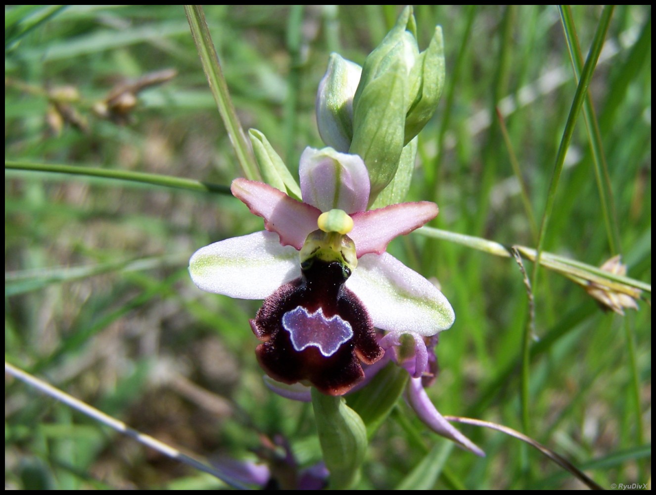 Wallpapers Nature Flowers Ophrys de la Drme