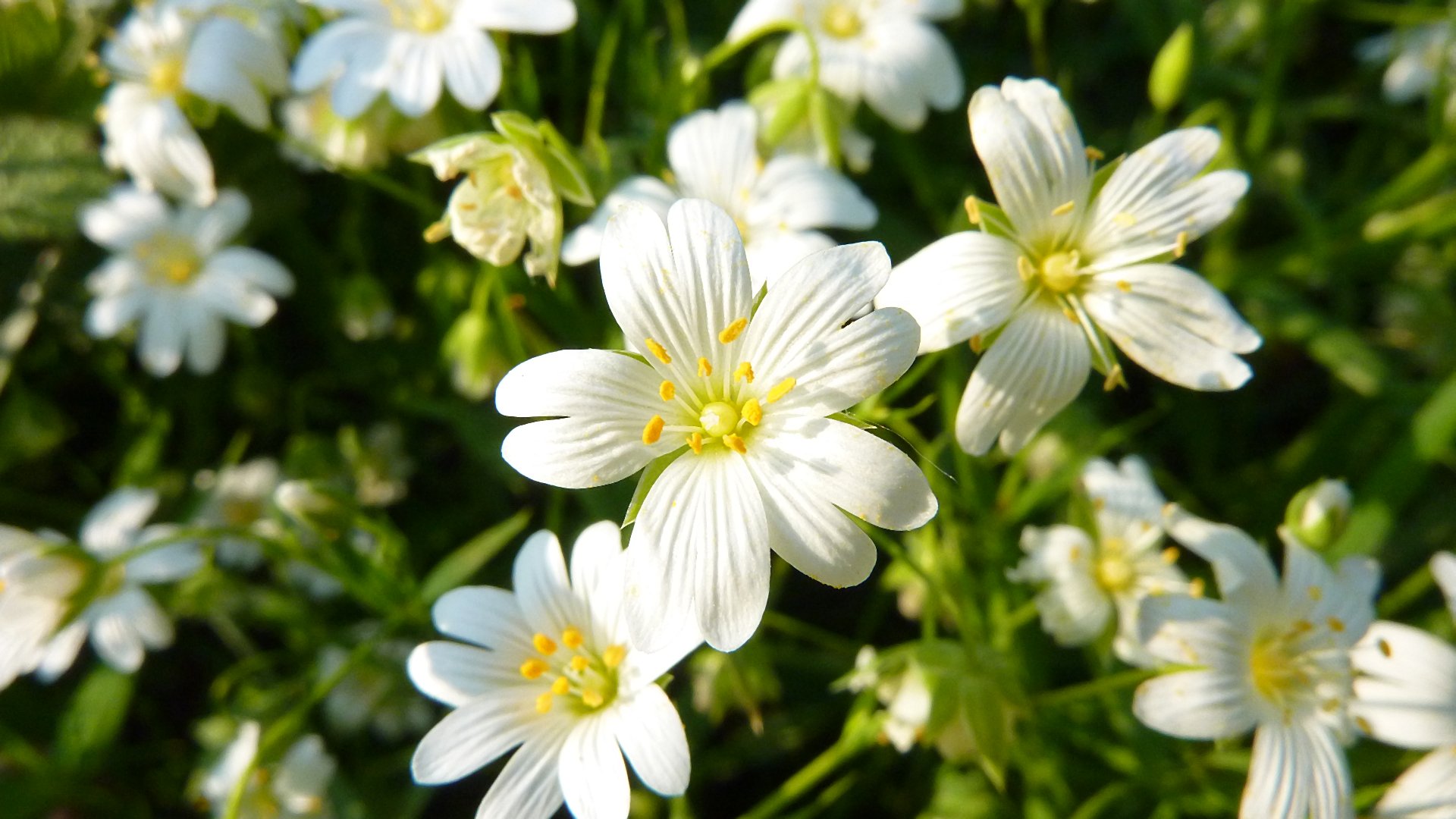 Wallpapers Nature Flowers fleurs blanches