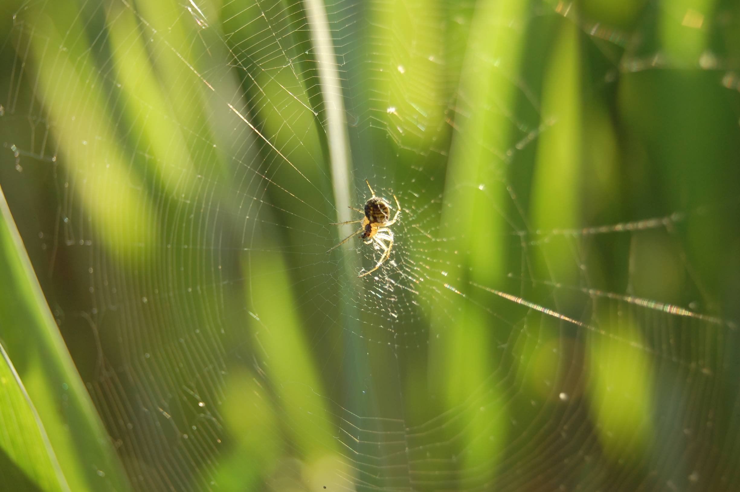 Wallpapers Animals Spiders Araigne 