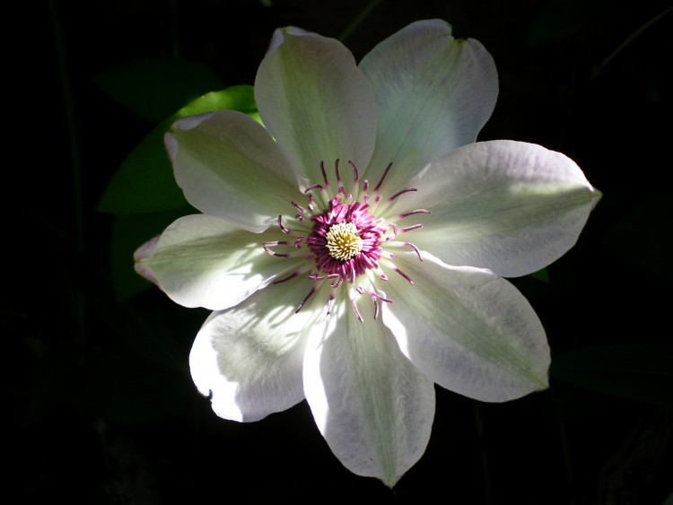 Fonds d'cran Nature Fleurs Miss Bateman