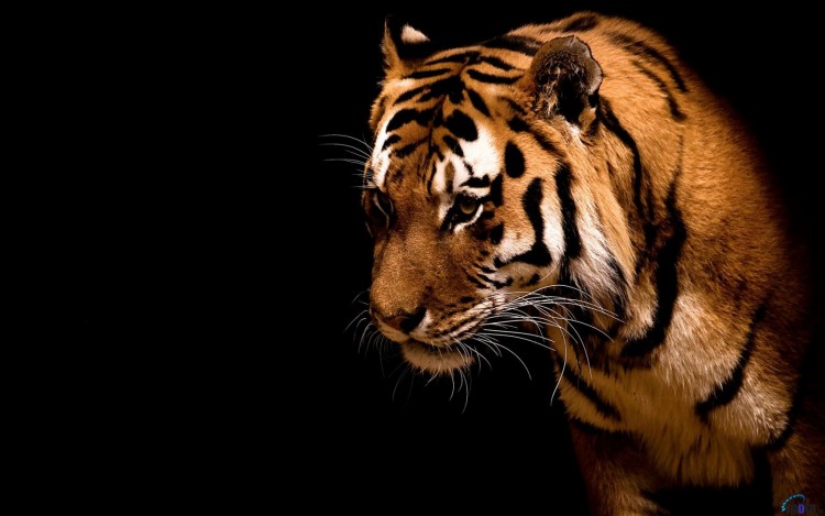 Wallpapers Animals Felines - Tigers Wallpaper N261921