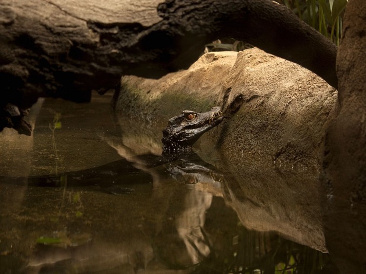 Fonds d'cran Animaux Crocodiles - Alligators - Camans Zoo Barcelone