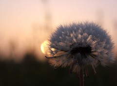 Fonds d'cran Nature Aigrettes d'un pissenlit