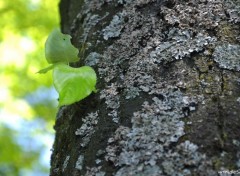 Fonds d'cran Nature Tron