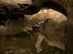 Fonds d'cran Animaux Zoo Barcelone