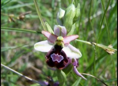 Fonds d'cran Nature Ophrys de la Drme