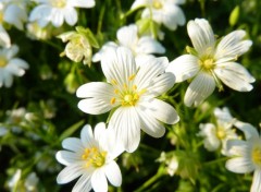 Wallpapers Nature fleurs blanches