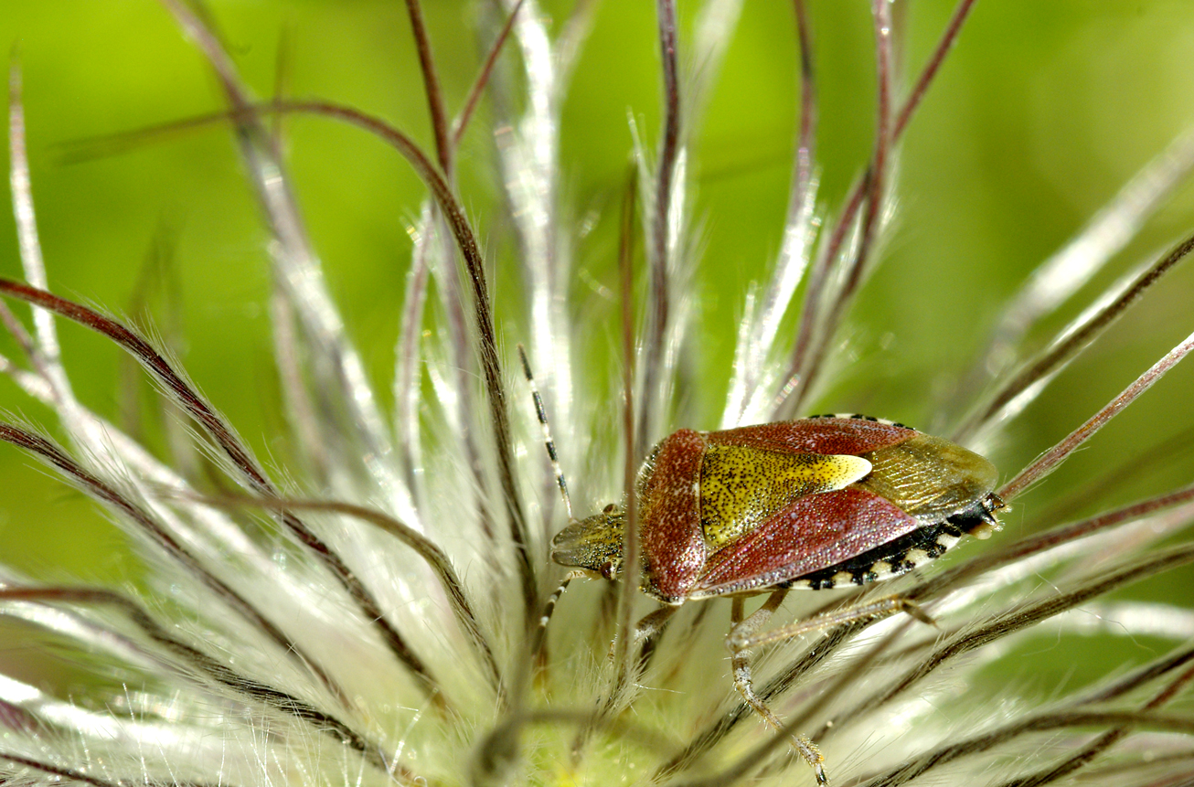 Wallpapers Animals Insectes - Bugs Punaise des baies