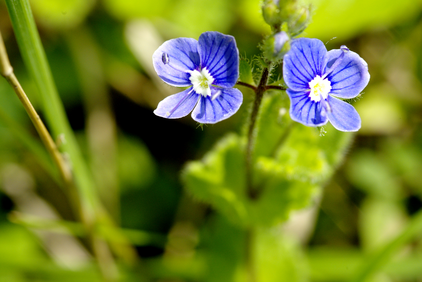 Wallpapers Nature Flowers Vroniques