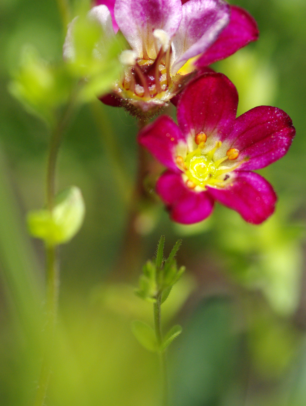 Wallpapers Nature Flowers 