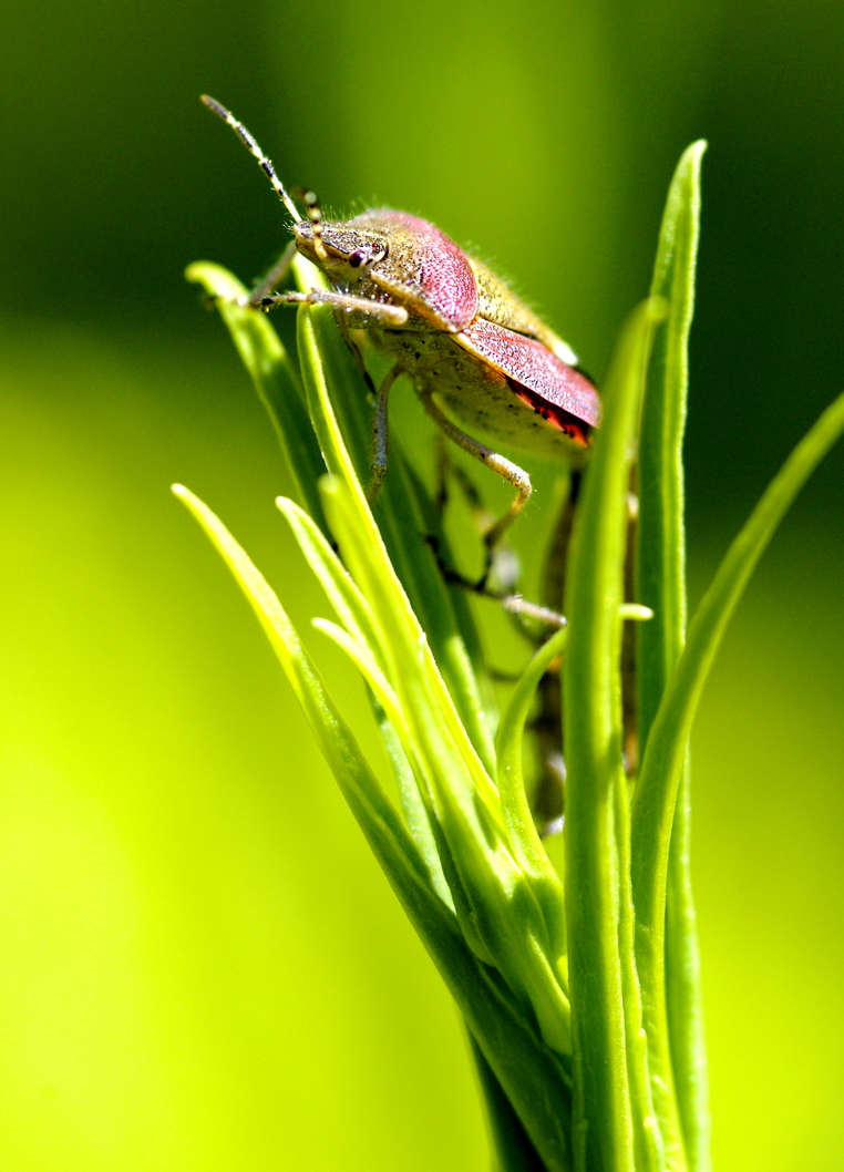 Fonds d'cran Animaux Insectes - Punaises Punaise des baies