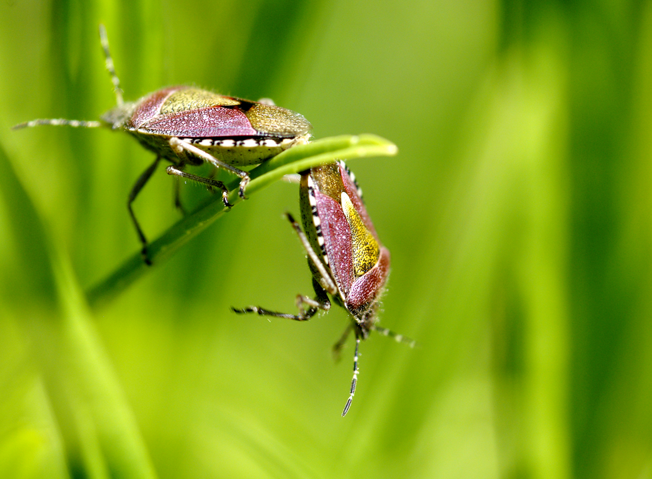 Fonds d'cran Animaux Insectes - Punaises Accouplement en quilibre