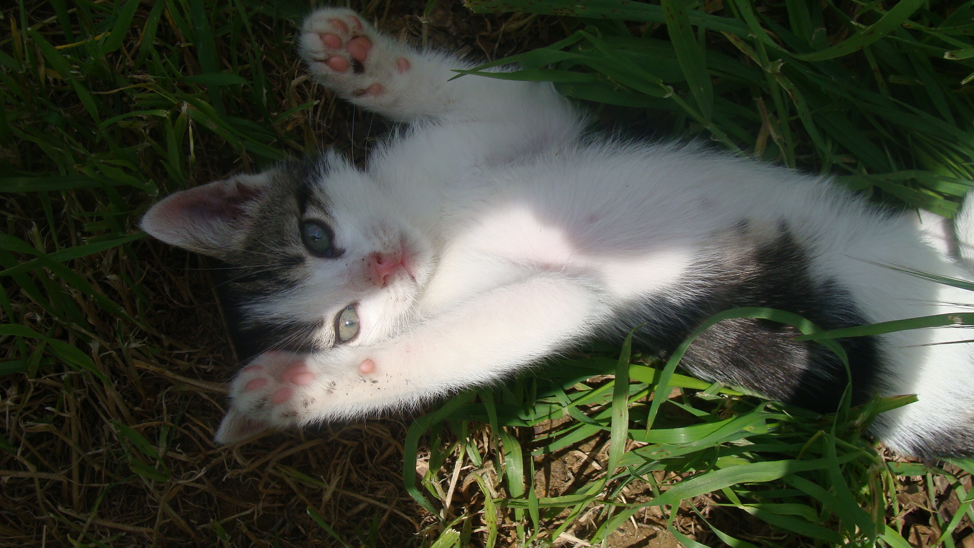 Fonds d'cran Animaux Chats - Chatons 