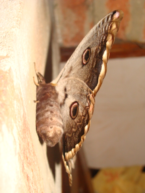 Fonds d'cran Animaux Insectes - Papillons 