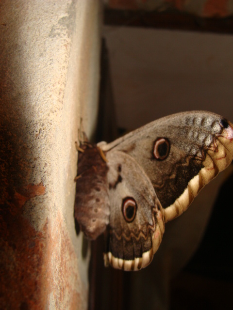 Fonds d'cran Animaux Insectes - Papillons 