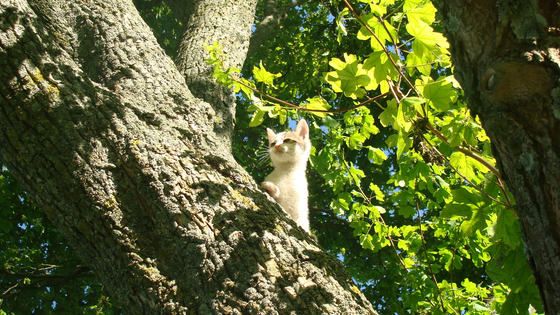 Fonds d'cran Animaux Chats - Chatons 