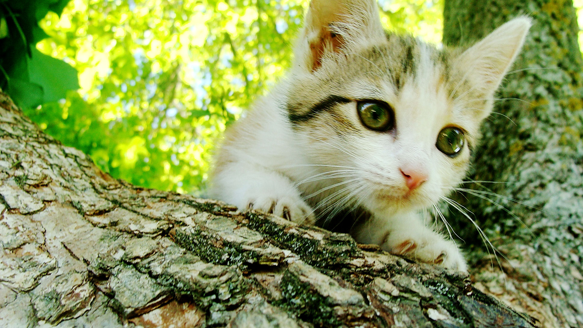 Wallpapers Animals Cats - Kittens 