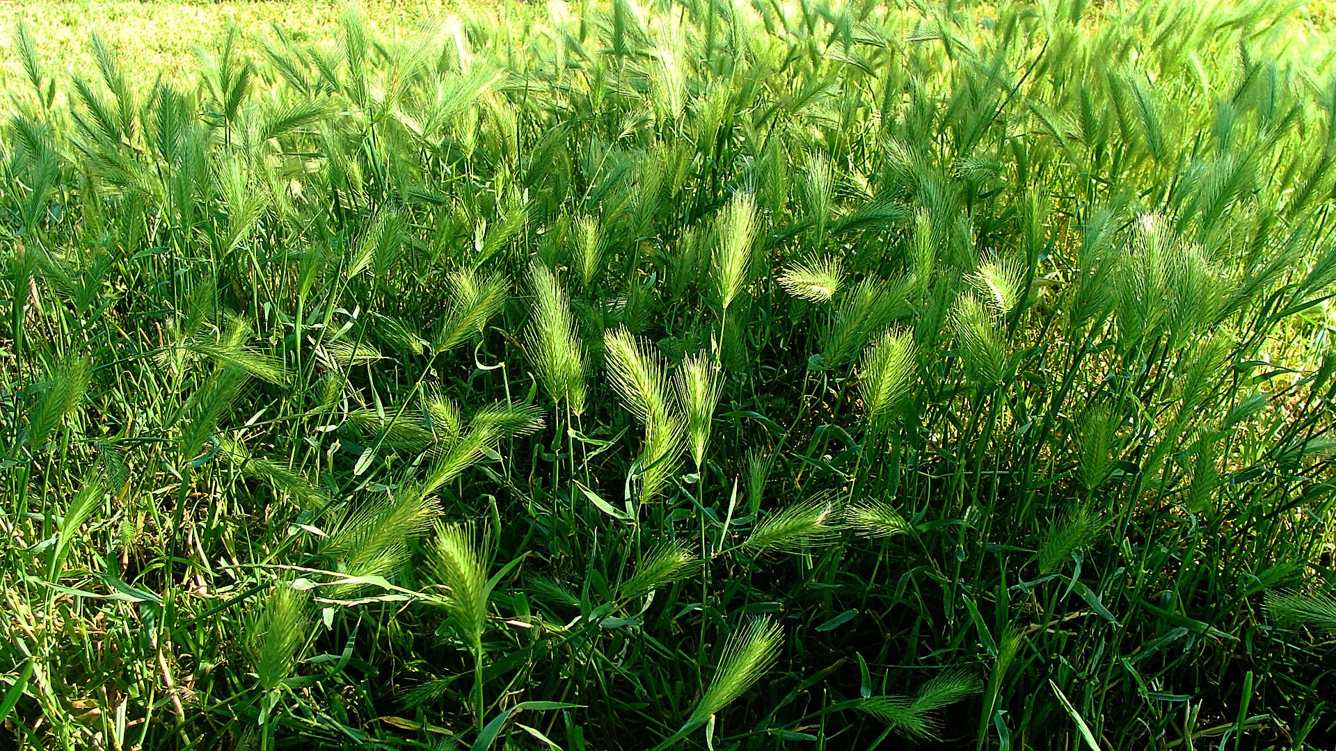 Fonds d'cran Nature Champs - Prairies 