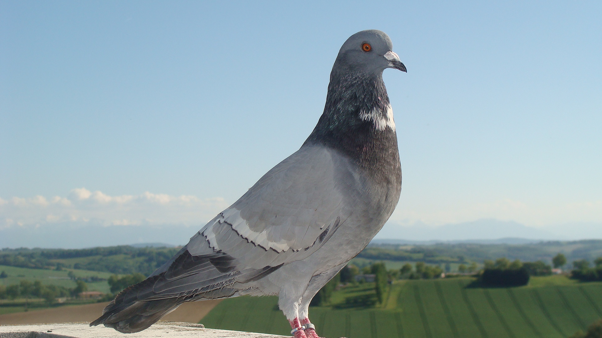 Wallpapers Animals Birds - Pigeons and Doves 