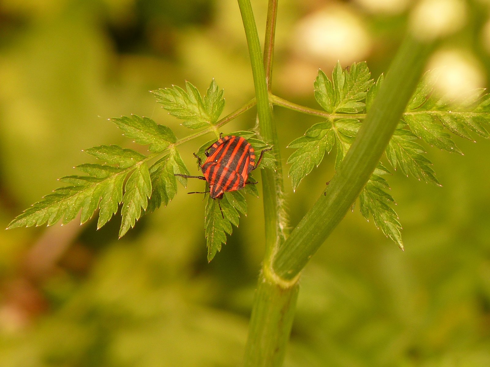 Fonds d'cran Animaux Insectes - Punaises 