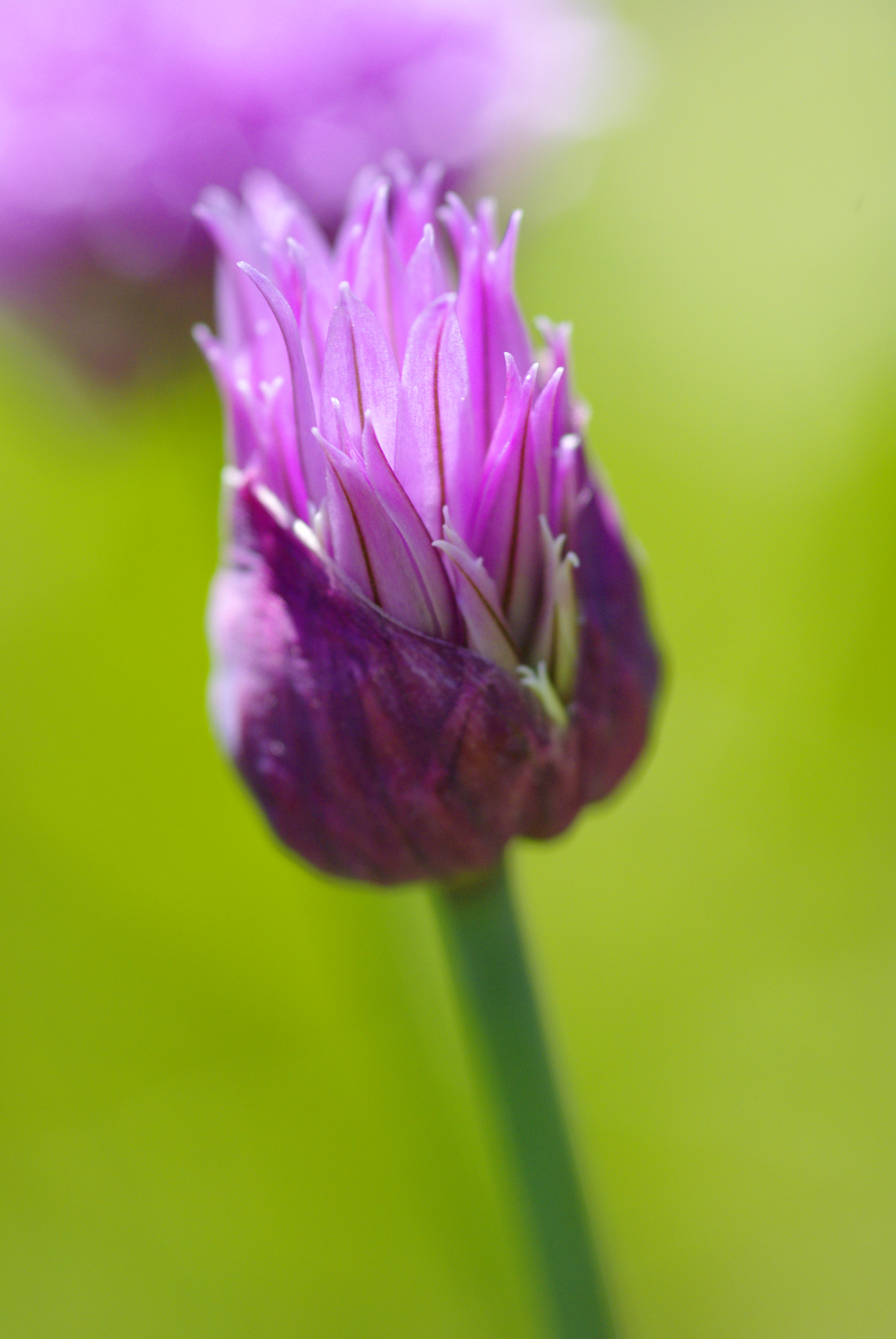 Wallpapers Nature Flowers Fleur de ciboulette