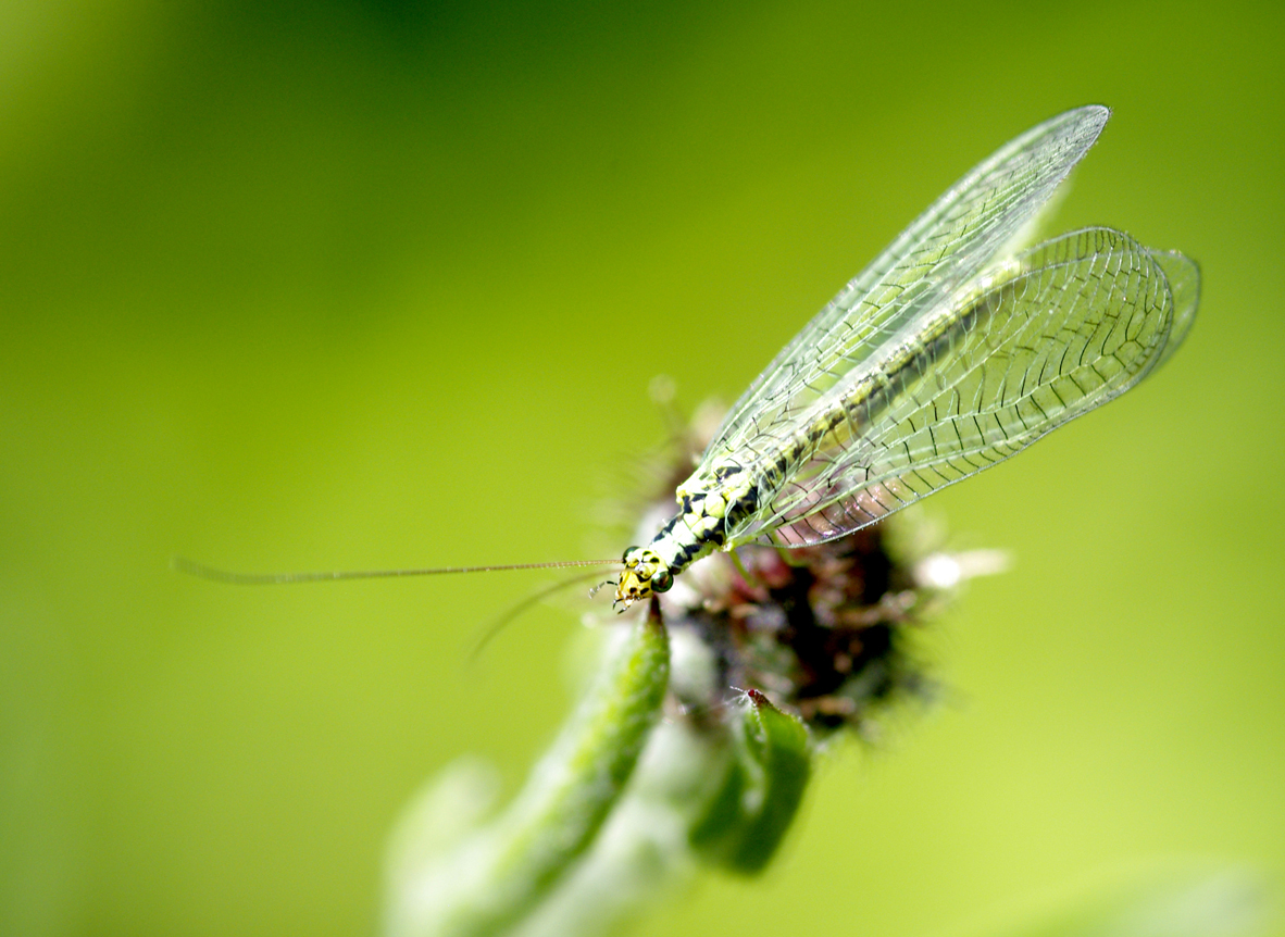 Wallpapers Animals Insects - Miscellaneous Lion des pucerons