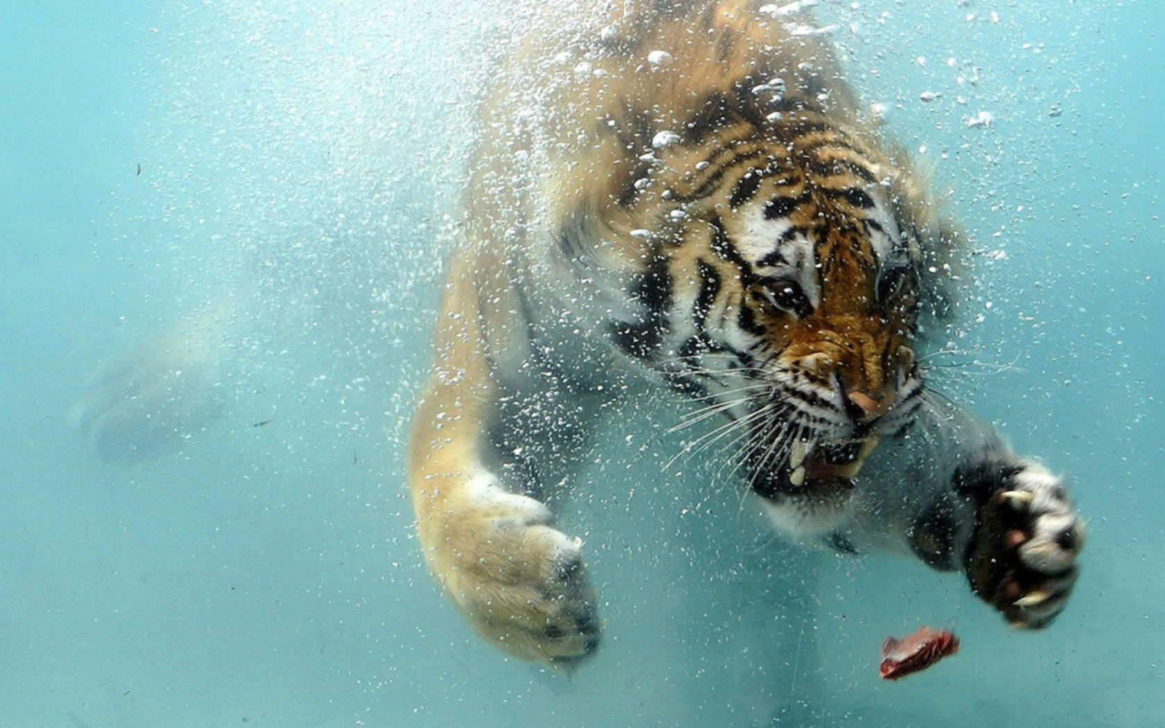 Fonds d'cran Animaux Flins - Tigres Tigres