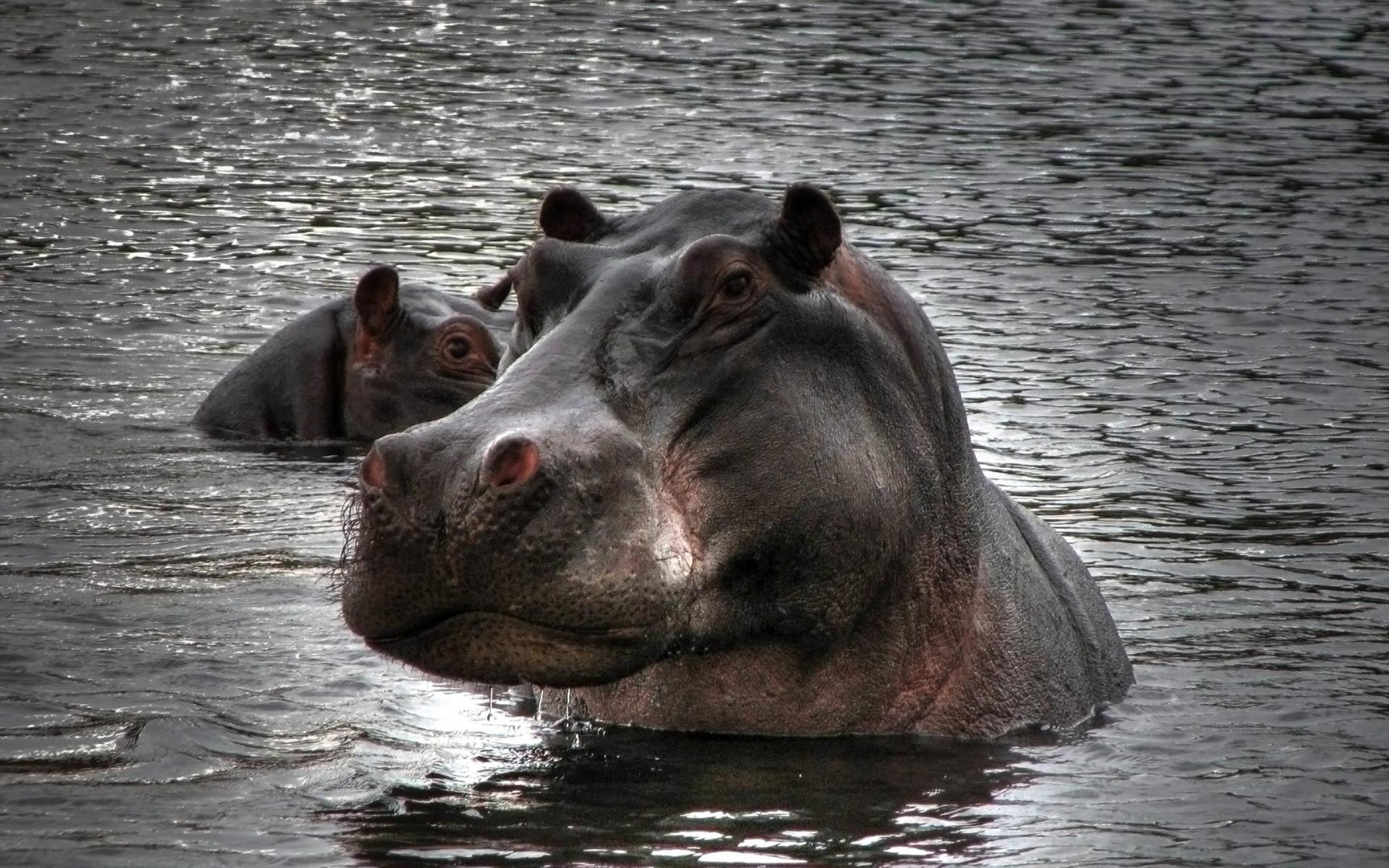 Fonds d'cran Animaux Hippopotames Hippopotames