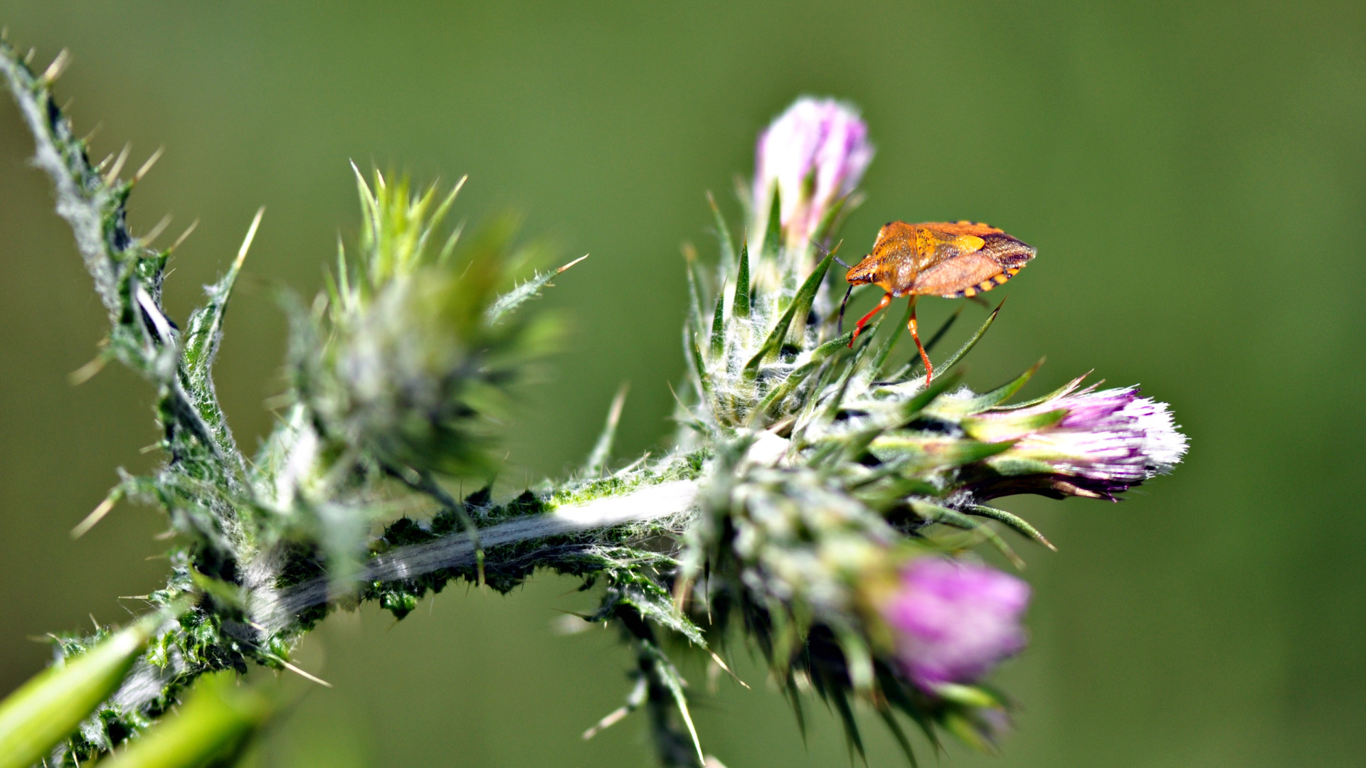 Wallpapers Animals Insectes - Bugs Punaise...