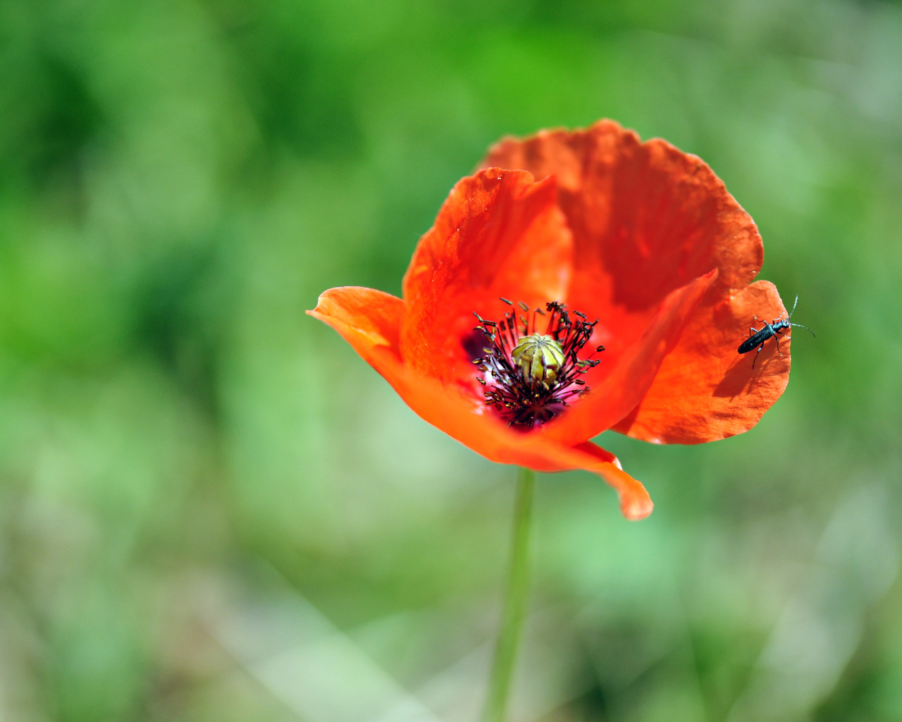 Fonds d'cran Nature Fleurs du haut d'un coquelicot...