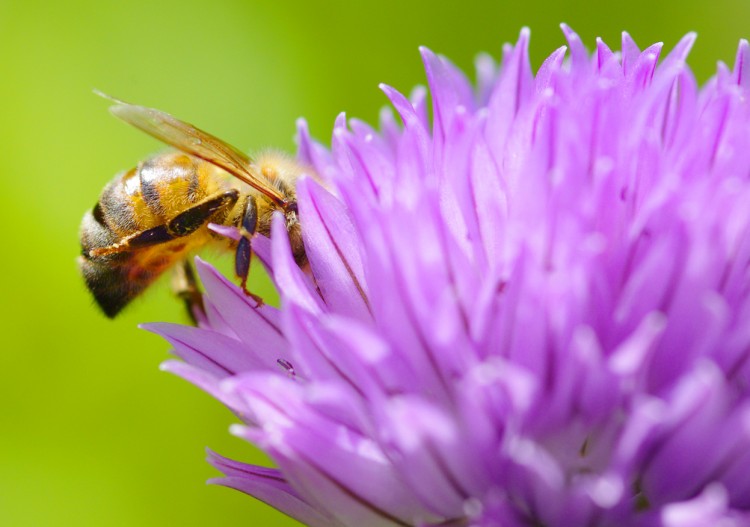 Fonds d'cran Animaux Insectes - Abeilles Gupes ... Butinage