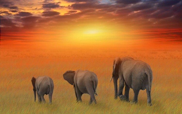 Wallpapers Animals Elephants La famille