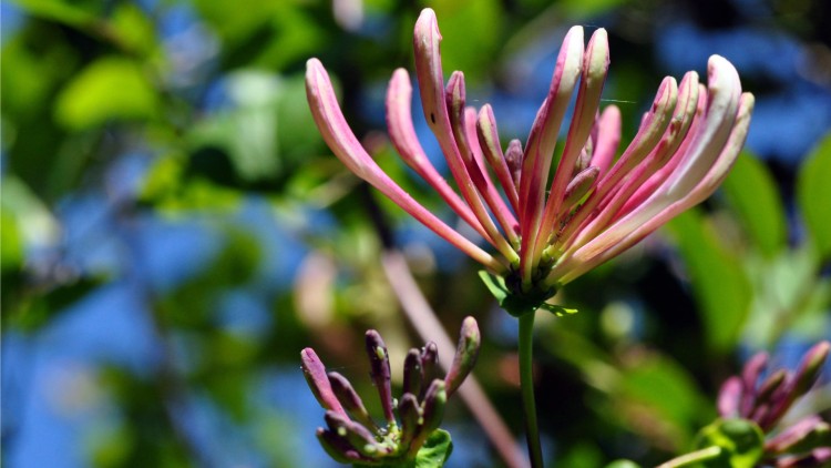 Fonds d'cran Nature Fleurs chevrefeuille en bouton